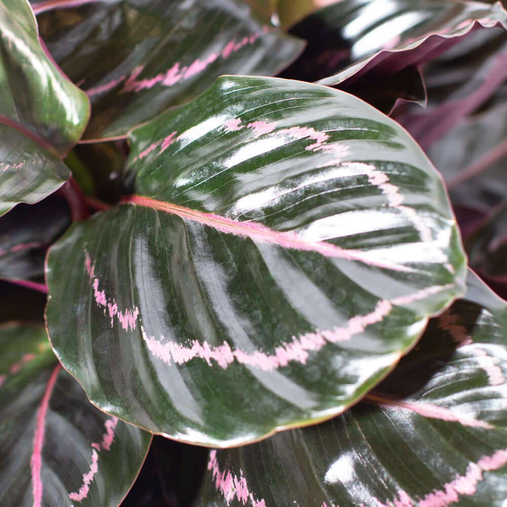 Calathea Dottie Prayer Plant - Cheeky Garden