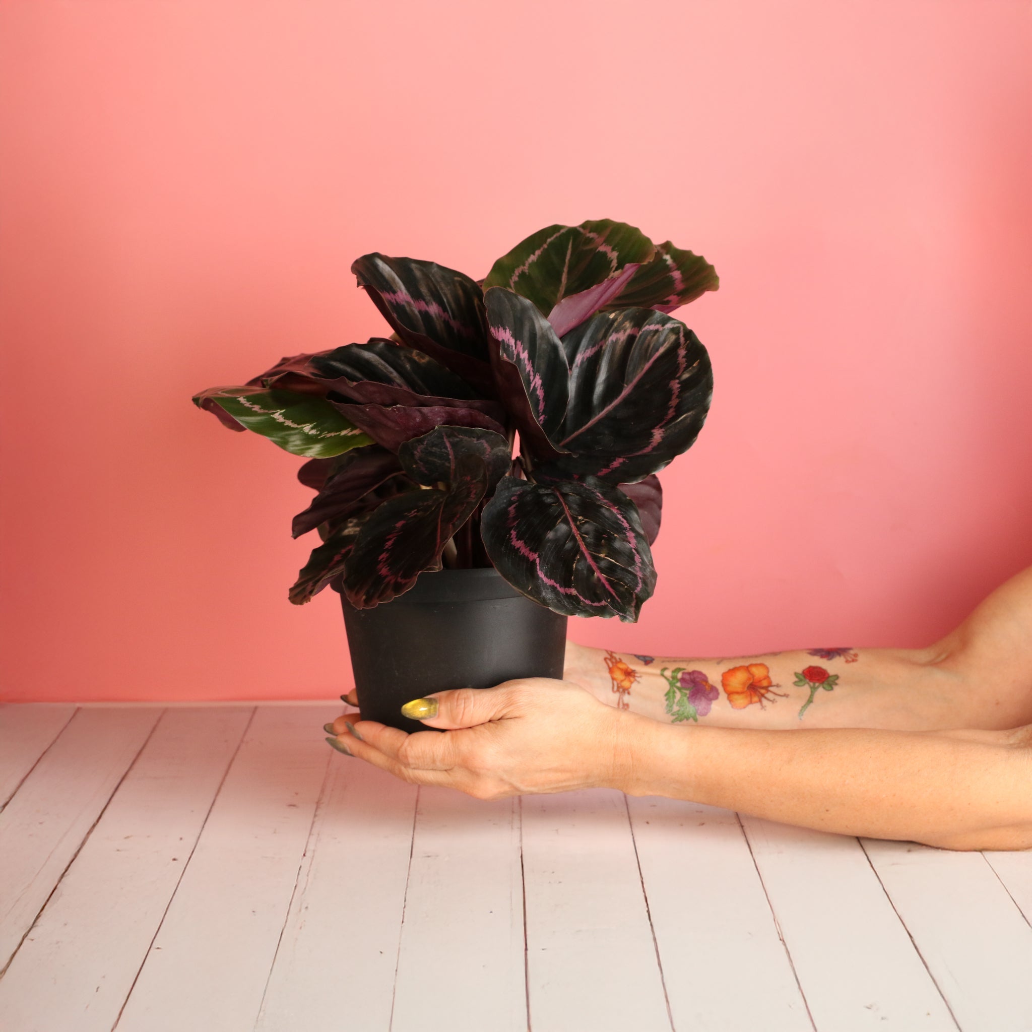 Calathea Dottie Prayer Plant - Cheeky Garden