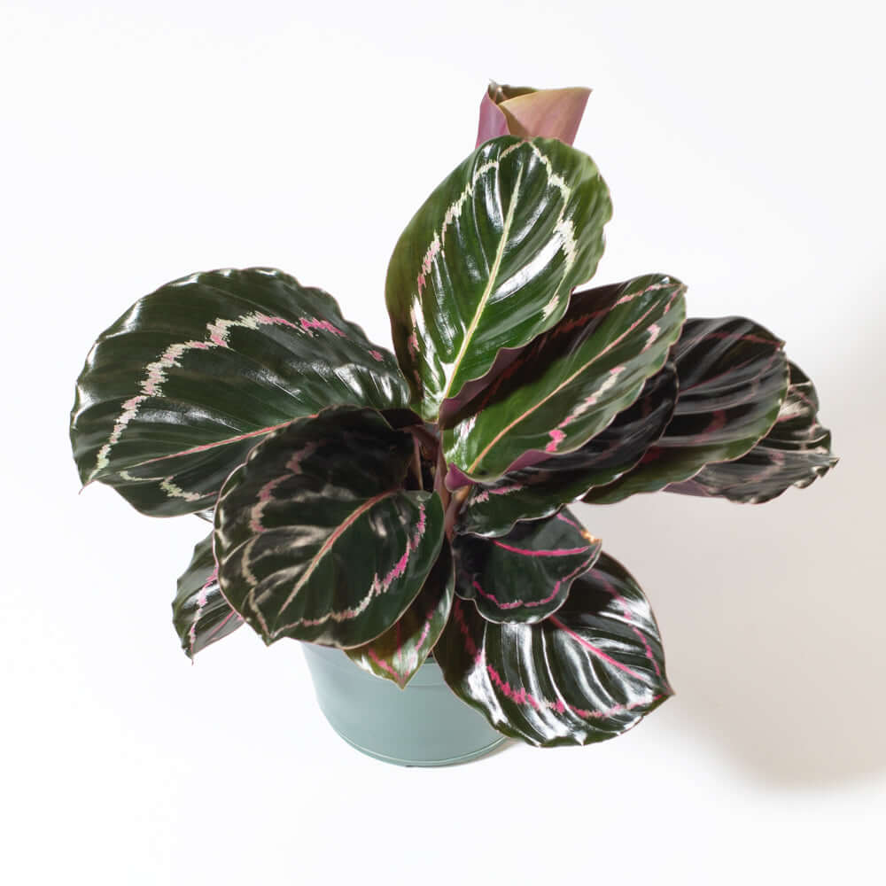 Calathea Dottie Prayer Plant - Cheeky Garden