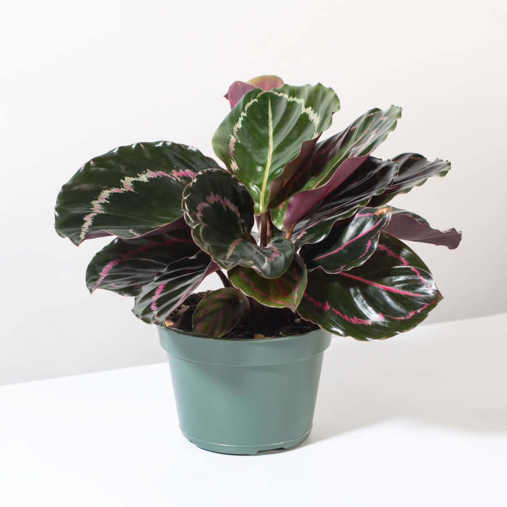 Calathea Dottie Prayer Plant - Cheeky Garden