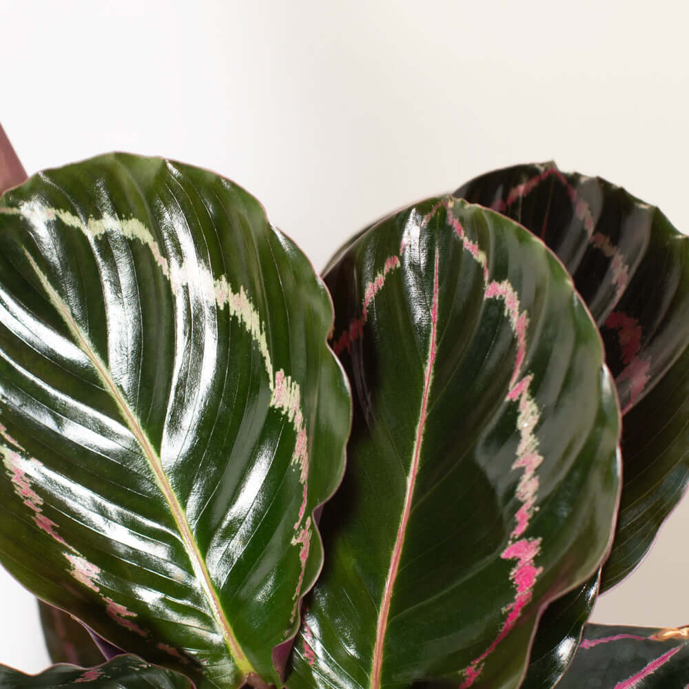 Calathea Dottie Prayer Plant - Cheeky Garden