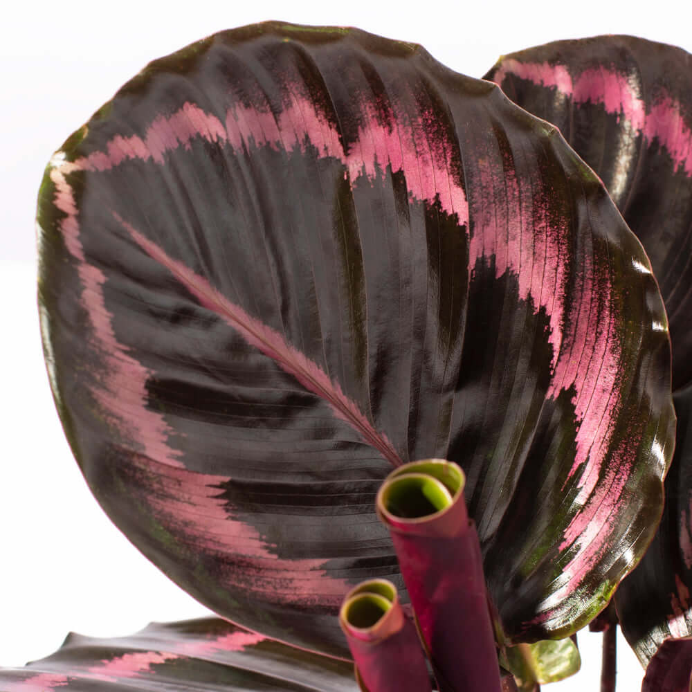 Calathea Dottie Prayer Plant - Cheeky Garden
