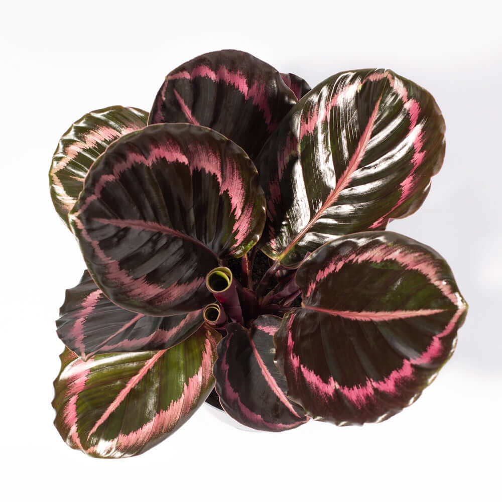Calathea Dottie Prayer Plant - Cheeky Garden
