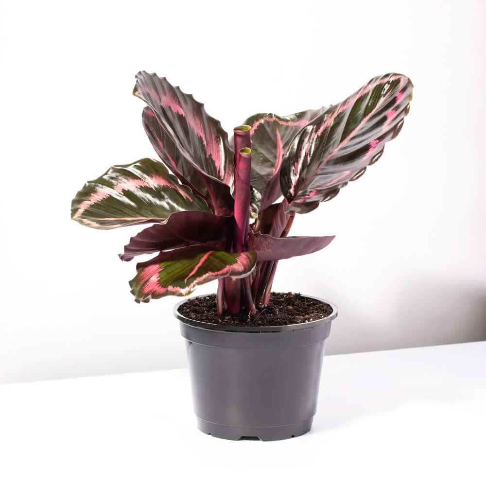 Calathea Dottie Prayer Plant - Cheeky Garden