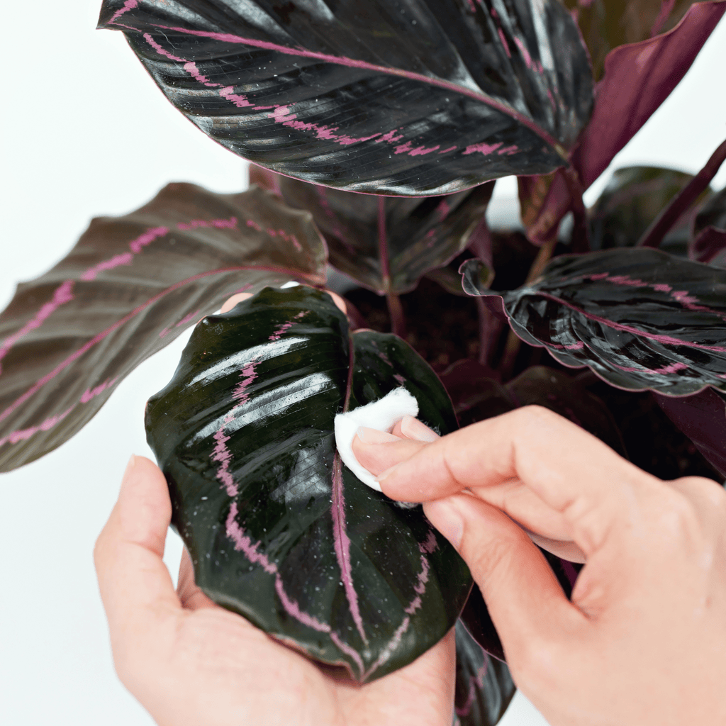 Calathea Dottie Prayer Plant - Cheeky Garden