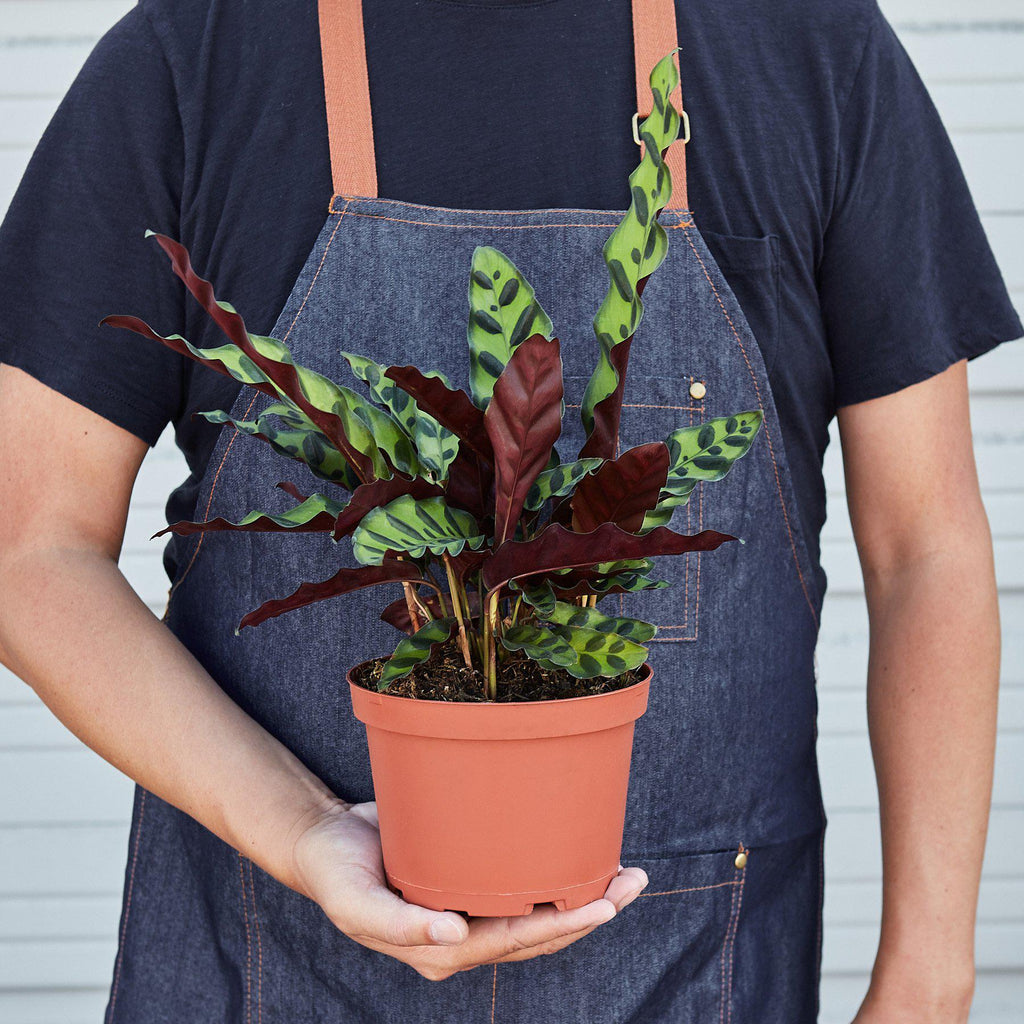 Calathea Lancifolia 'Rattlesnake' - Cheeky Garden