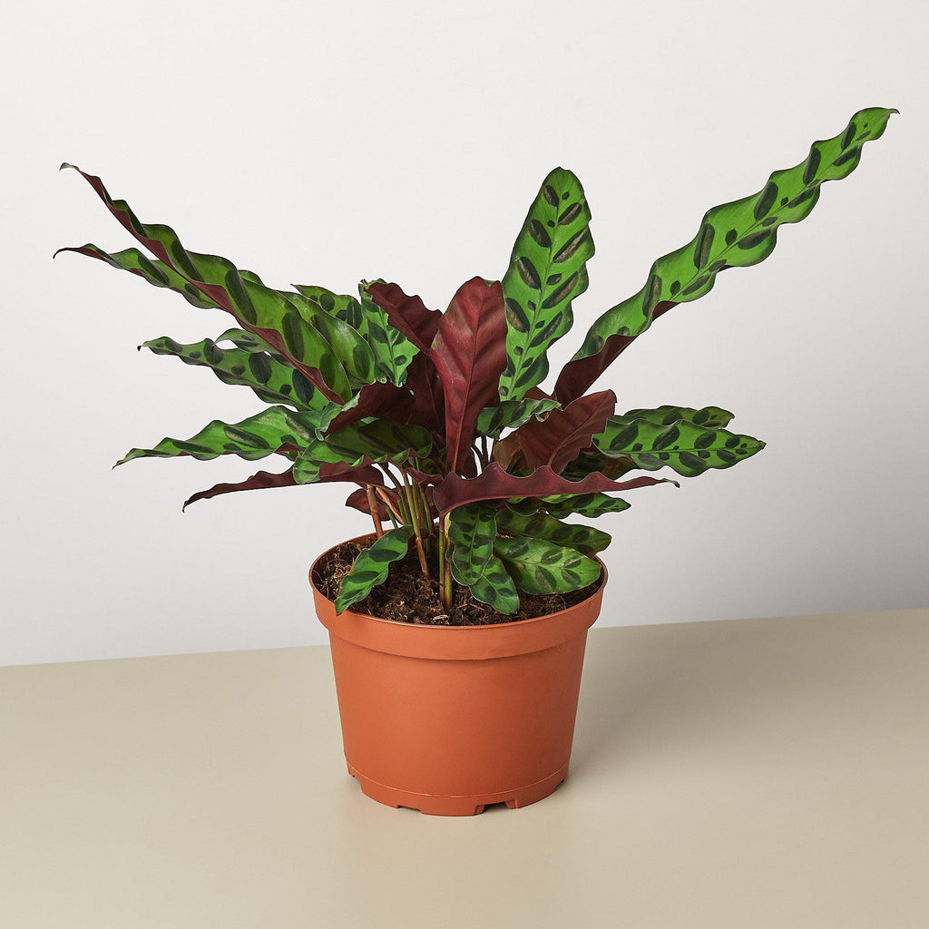 Calathea Lancifolia 'Rattlesnake' - Cheeky Garden