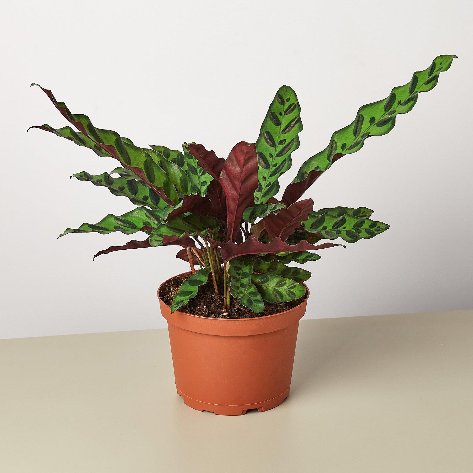 Calathea Lancifolia 'Rattlesnake' - Cheeky Garden