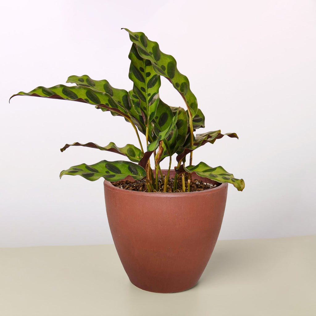 Calathea Lancifolia 'Rattlesnake' - Cheeky Garden
