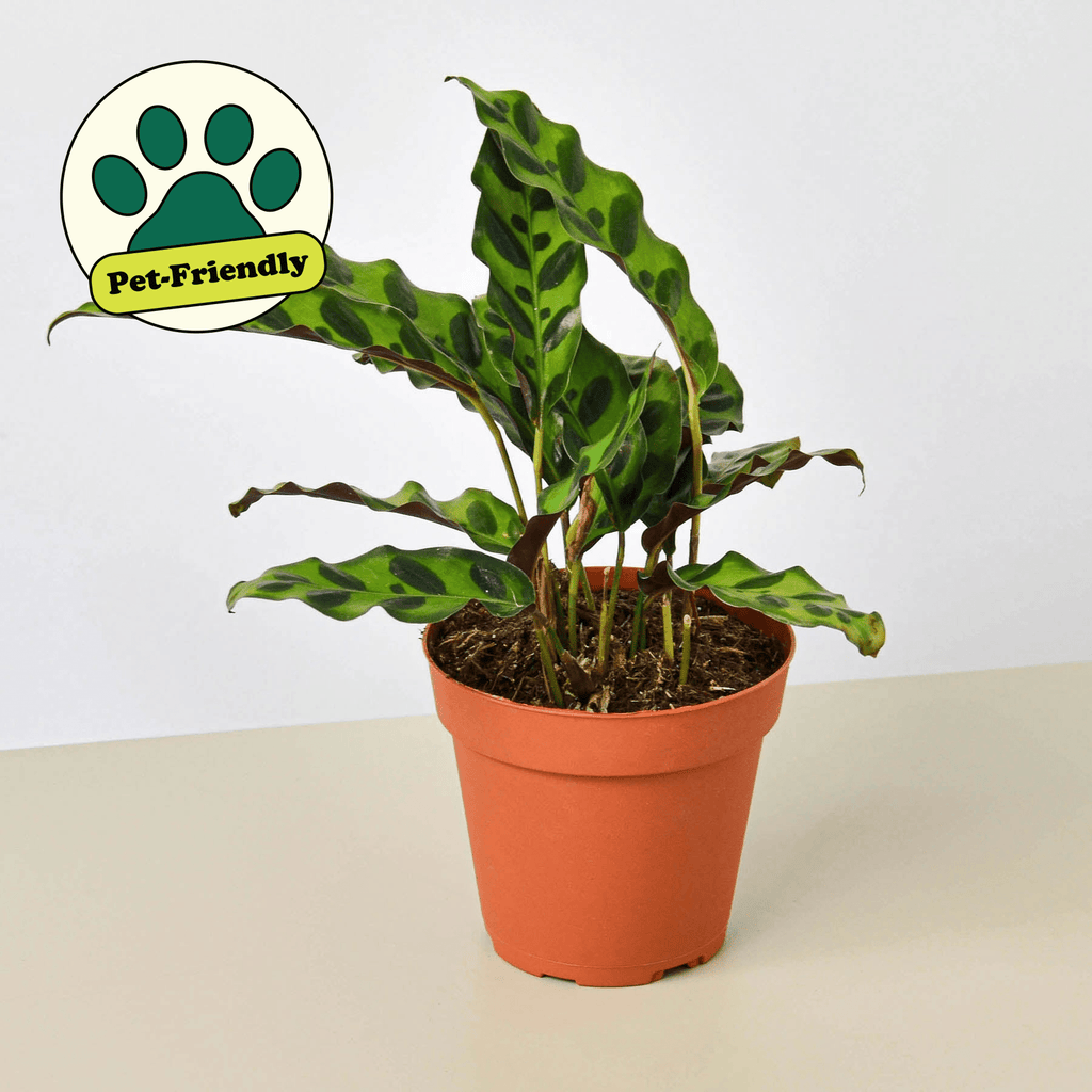Calathea Lancifolia 'Rattlesnake' - Cheeky Garden