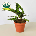Calathea Lancifolia 'Rattlesnake' - Cheeky Garden