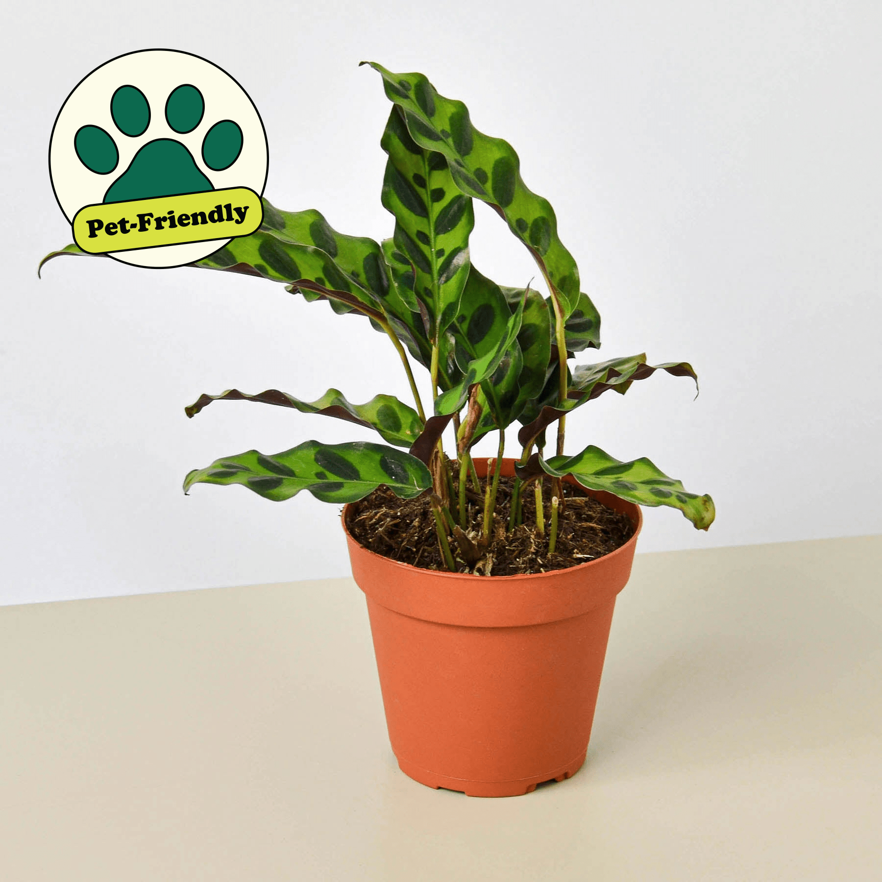 Calathea Lancifolia 'Rattlesnake' - Cheeky Garden
