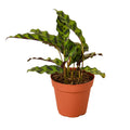 Calathea Lancifolia 'Rattlesnake' - 4" Pot - NURSERY POT ONLY - Cheeky Garden