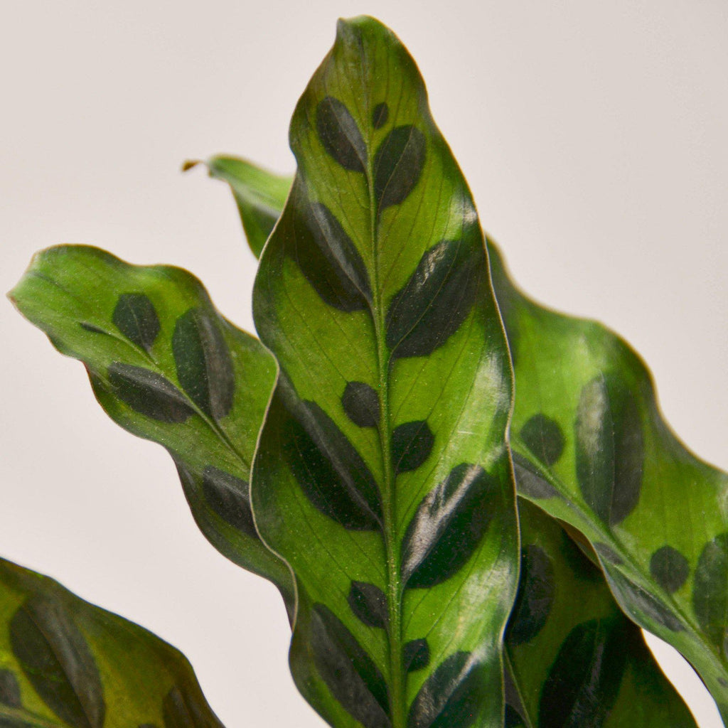 Calathea Lancifolia 'Rattlesnake' - Cheeky Garden
