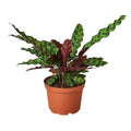 Calathea Lancifolia 'Rattlesnake' - 6" Pot - NURSERY POT ONLY - Cheeky Garden