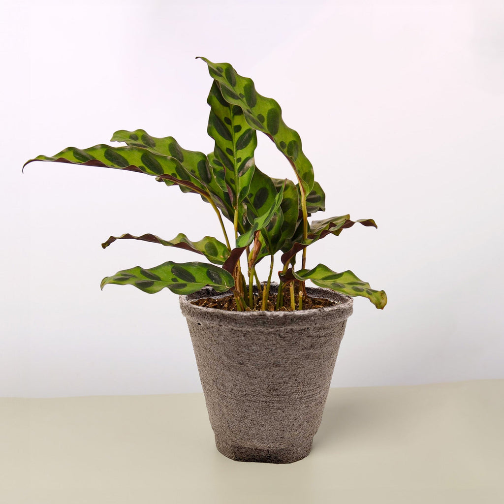 Calathea Lancifolia 'Rattlesnake' - Cheeky Garden