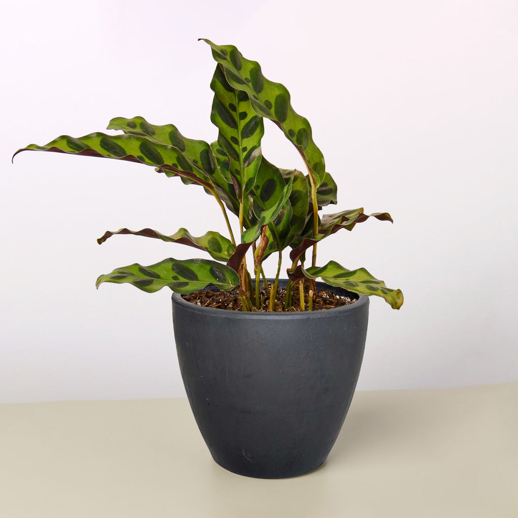 Calathea Lancifolia 'Rattlesnake' - Cheeky Garden