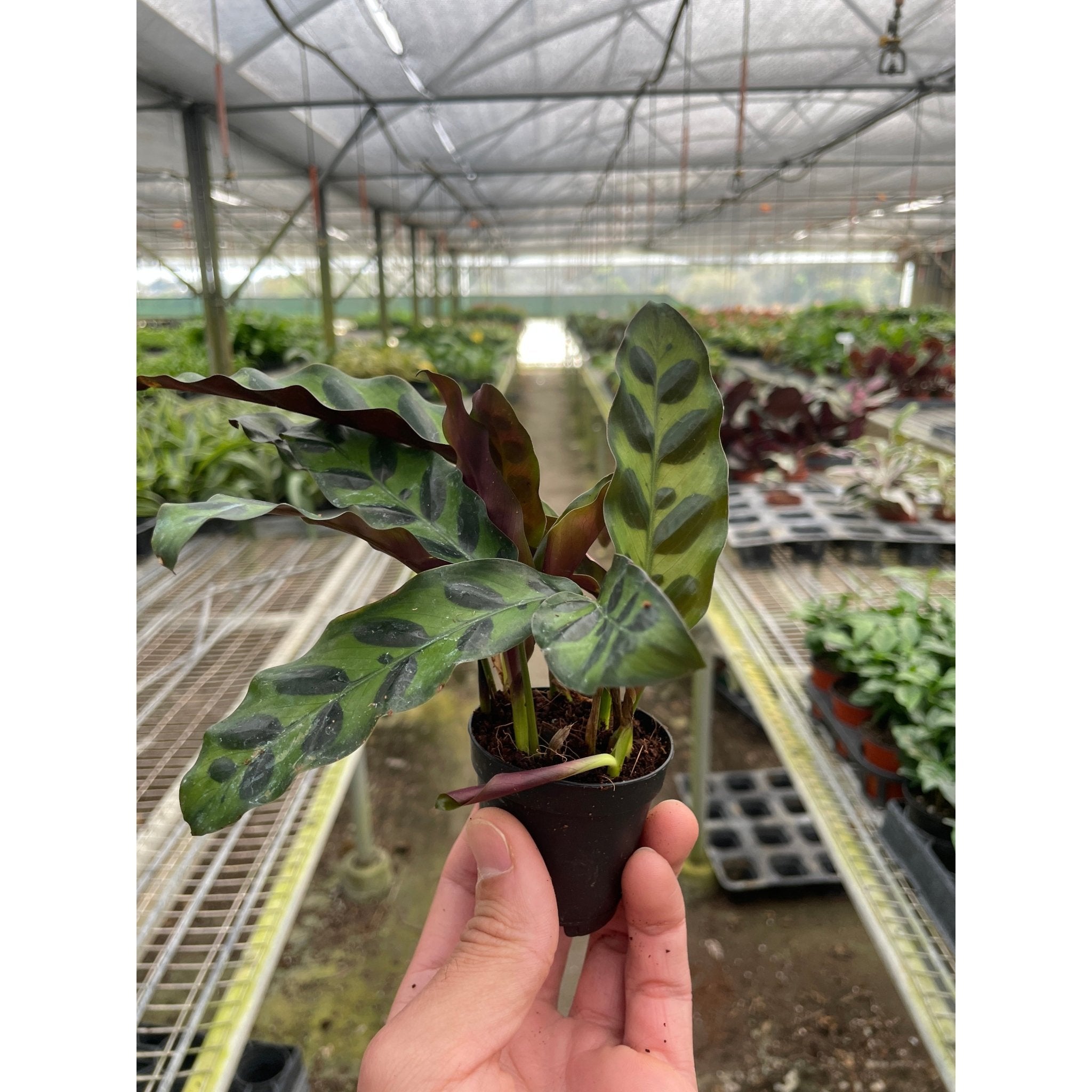 Calathea Lancifolia 'Rattlesnake' - Cheeky Garden