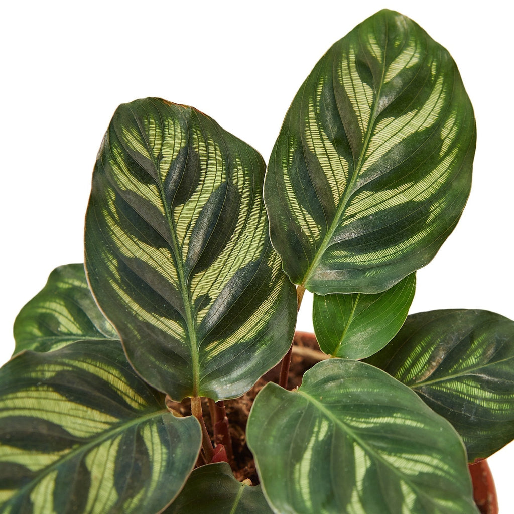 Calathea 'Makoyana' - Cheeky Garden
