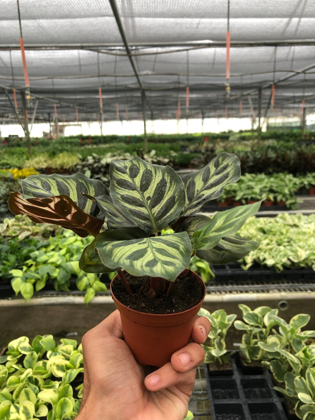 Calathea 'Makoyana' - Cheeky Garden