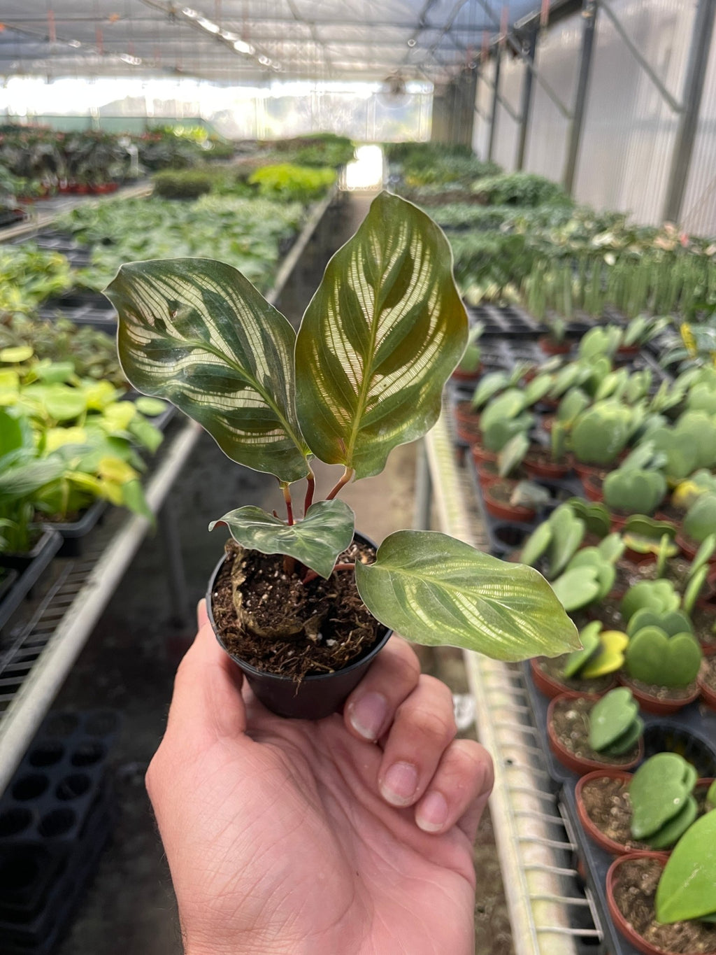 Calathea 'Makoyana' - Cheeky Garden