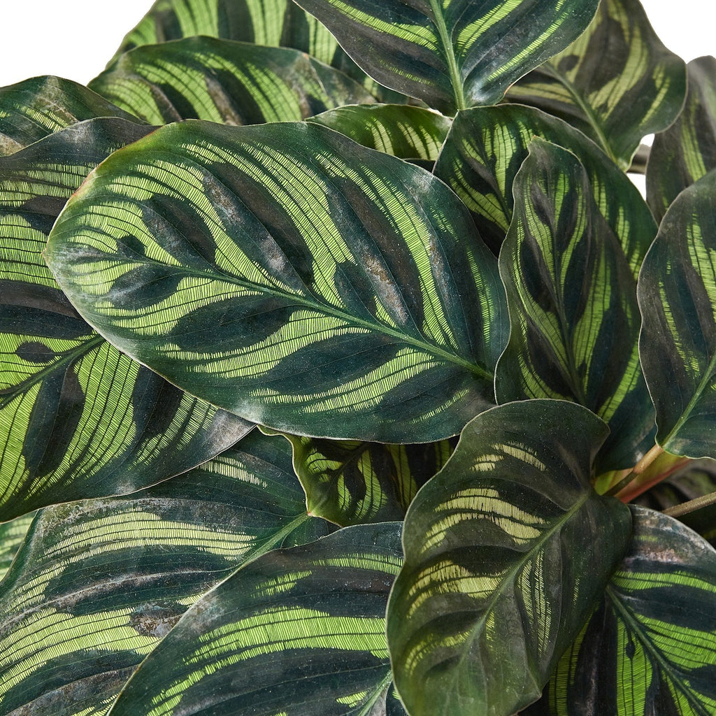 Calathea 'Makoyana' - Cheeky Garden