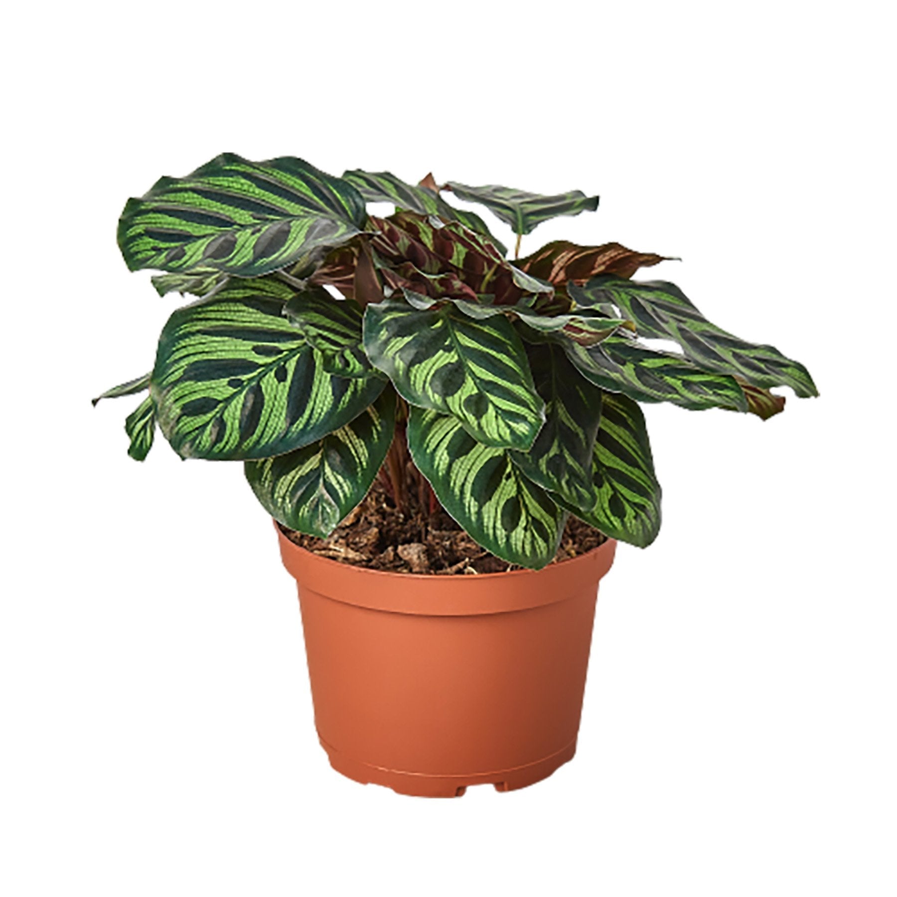 Calathea 'Makoyana' - Cheeky Garden