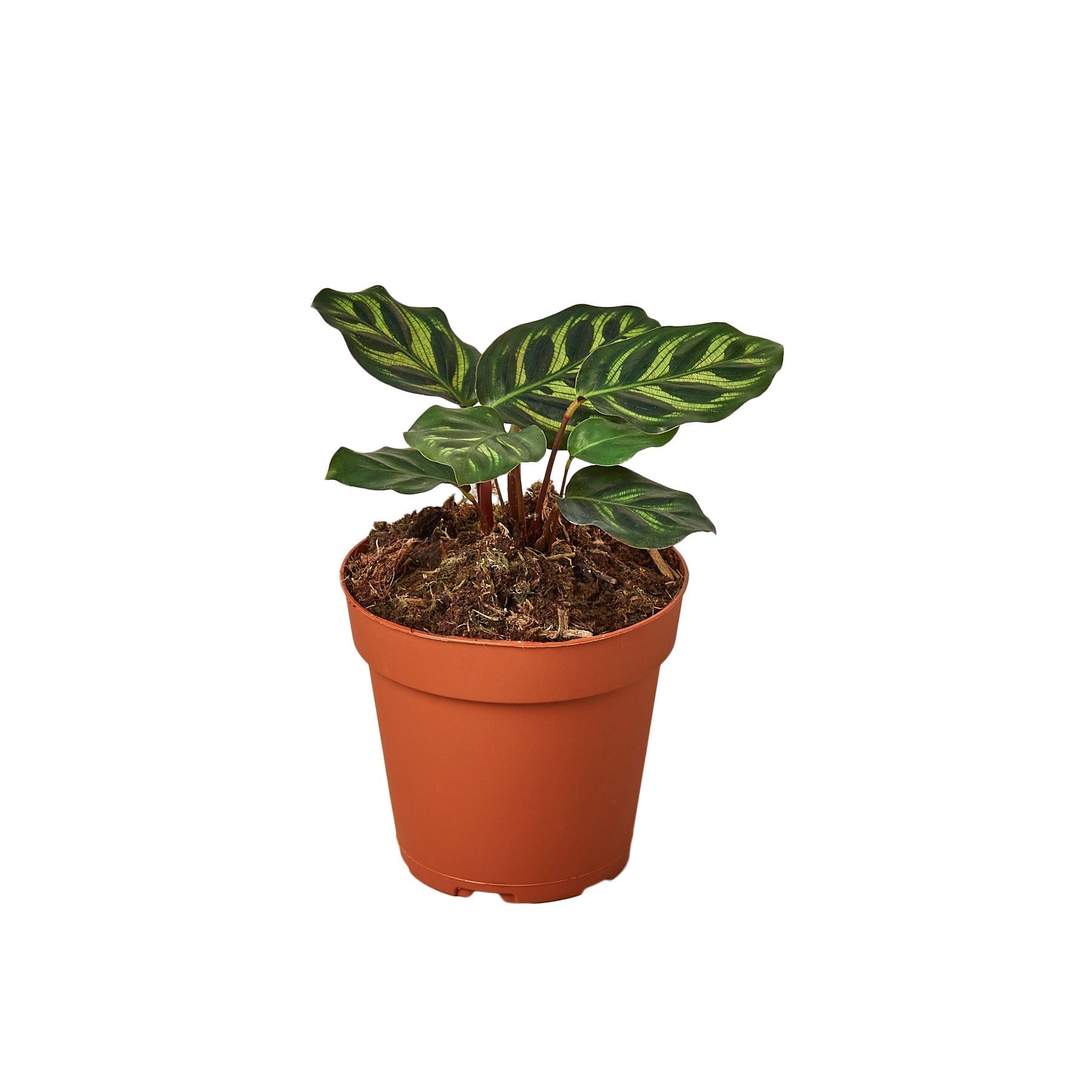 Calathea 'Makoyana' - Cheeky Garden