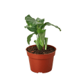 Calathea 'Orbifolia' - Cheeky Garden