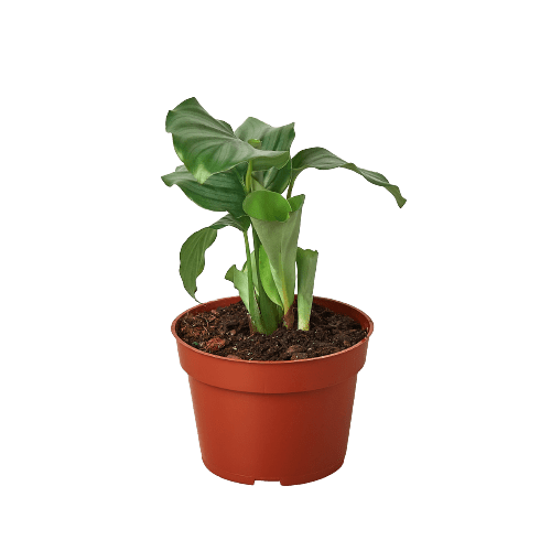 Calathea 'Orbifolia' - Cheeky Garden