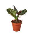 Calathea 'Ornata' - 4" Pot - NURSERY POT ONLY - Cheeky Garden