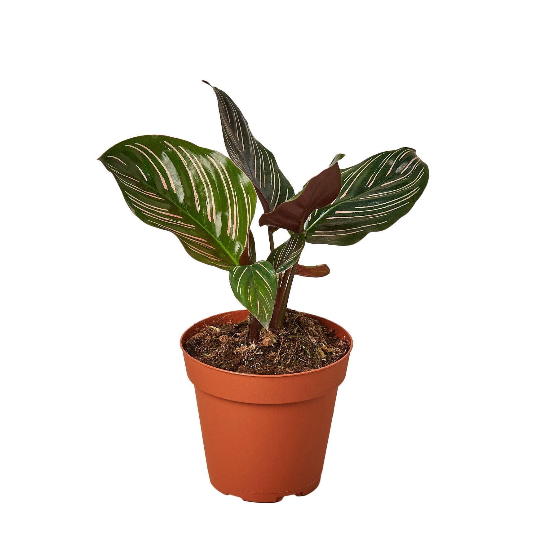 Calathea 'Ornata' - 4" Pot - NURSERY POT ONLY - Cheeky Garden