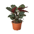 Calathea 'Ornata' - 6" Pot - NURSERY POT ONLY - Cheeky Garden