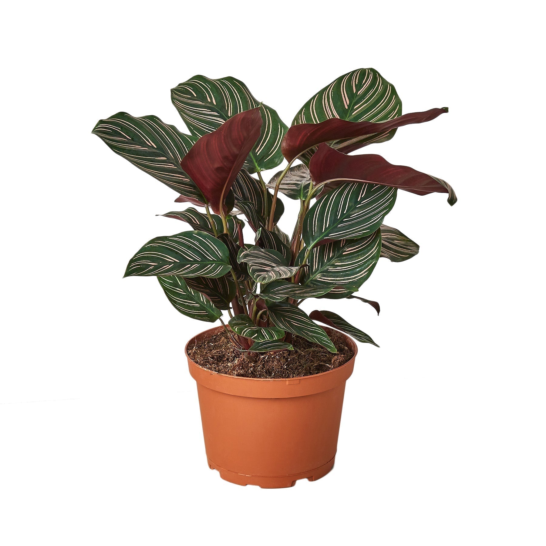 Calathea 'Ornata' - 6" Pot - NURSERY POT ONLY - Cheeky Garden