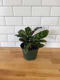 Calathea 'Rattlesnake' - Cheeky Garden