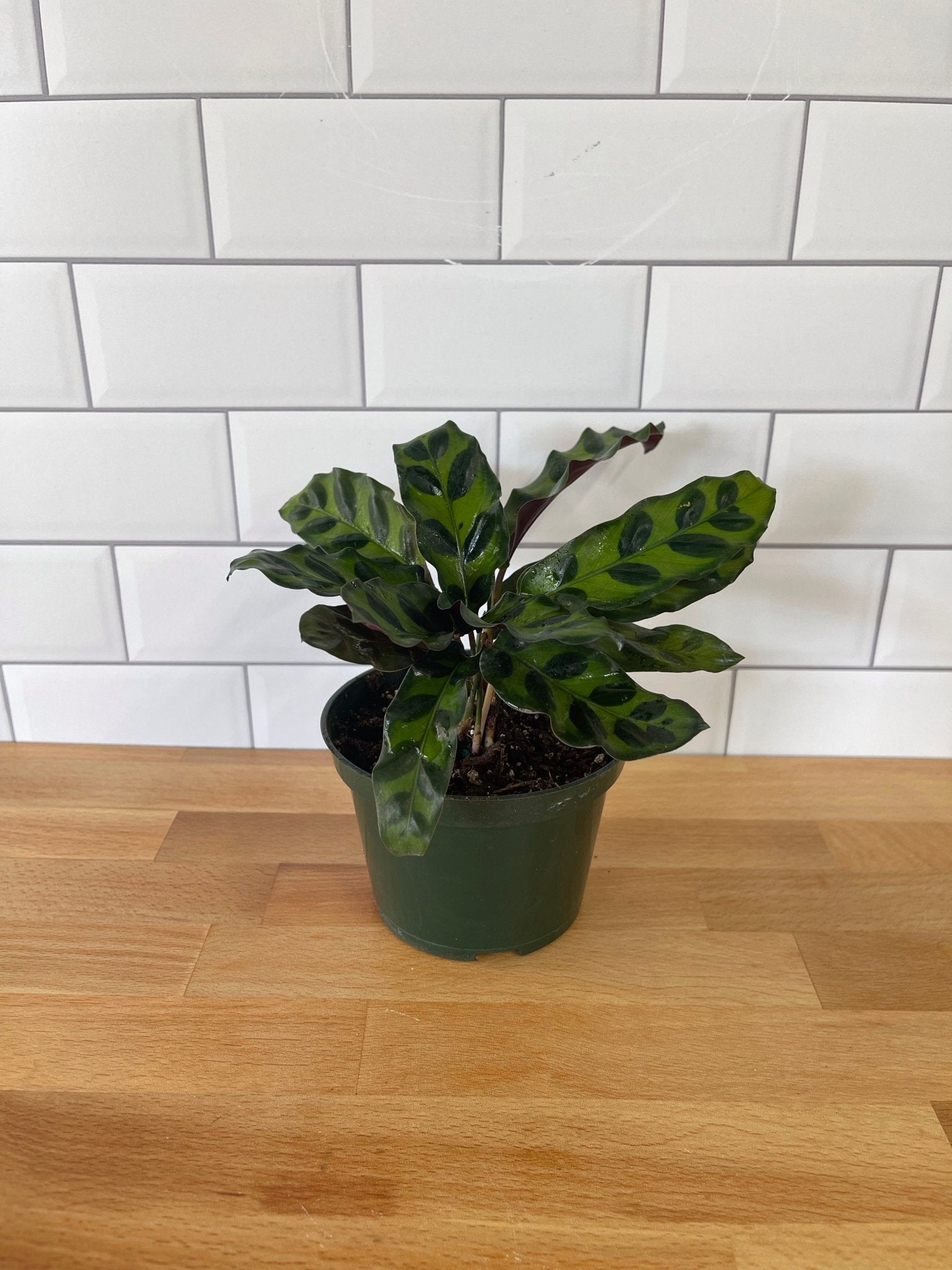 Calathea 'Rattlesnake' - Cheeky Garden