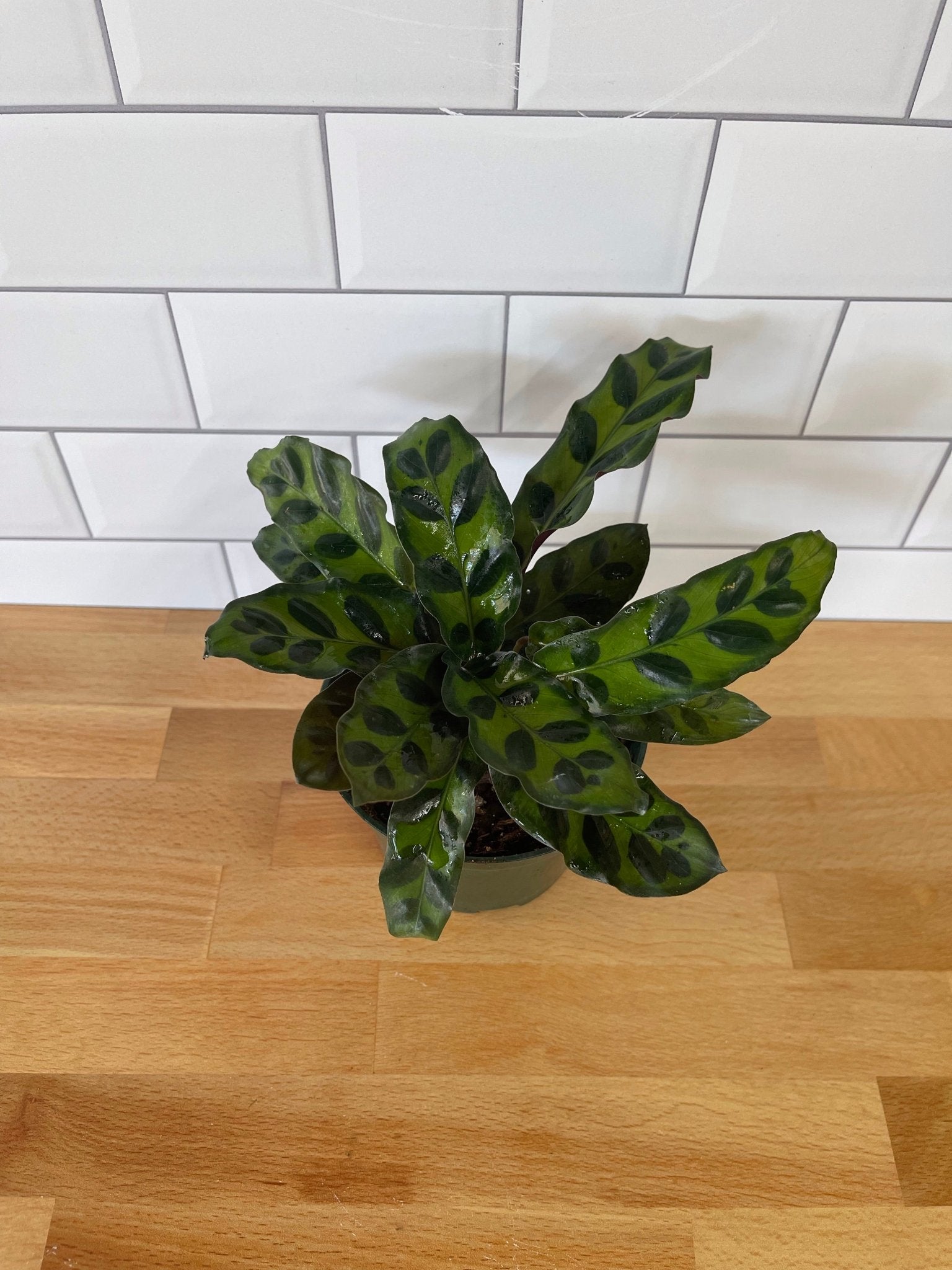 Calathea 'Rattlesnake' - Cheeky Garden