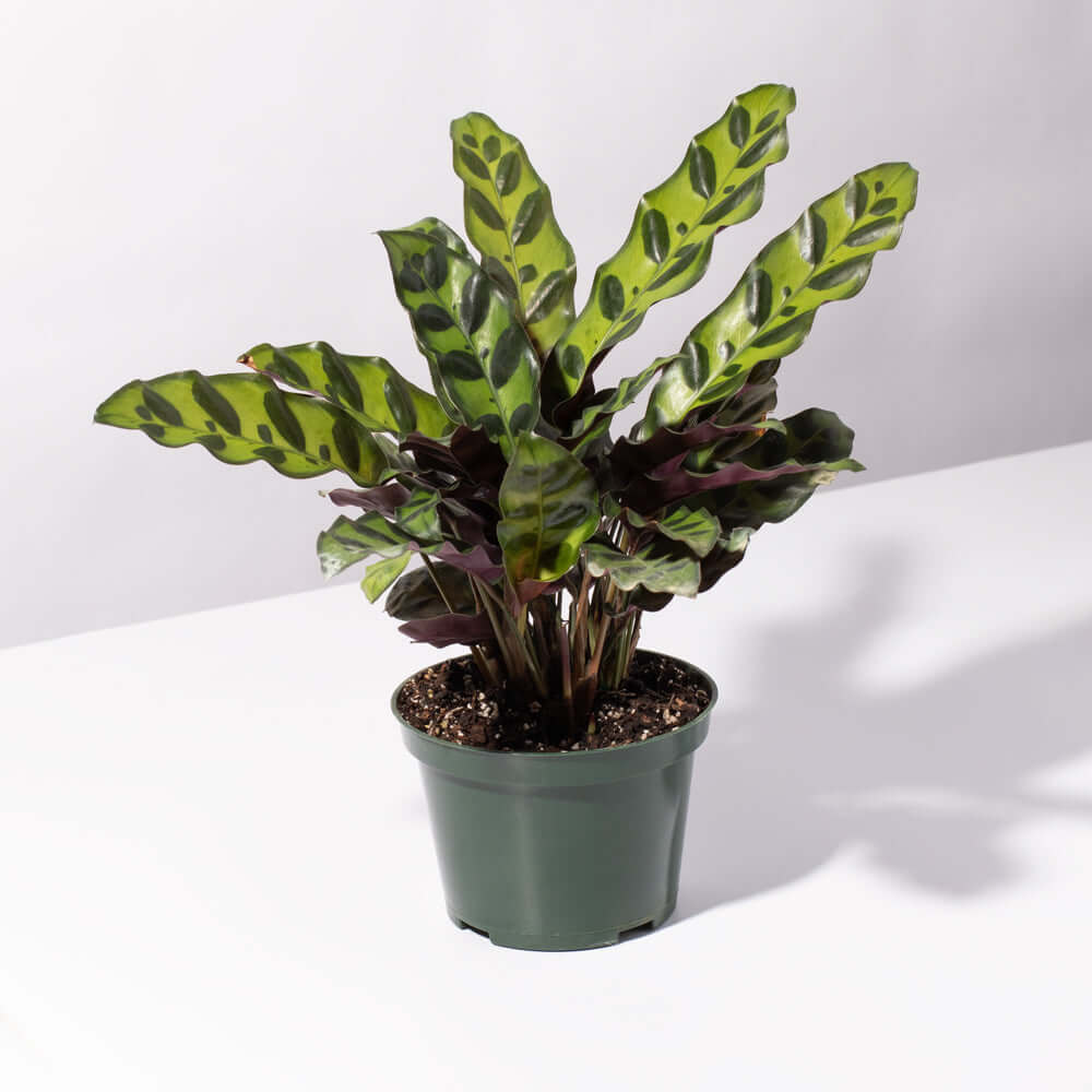 Calathea Rattlesnake Prayer Plant (Calathea lancifolia) - Cheeky Garden