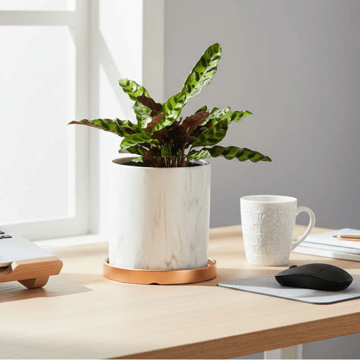 Calathea Rattlesnake Prayer Plant (Calathea lancifolia) - Cheeky Garden
