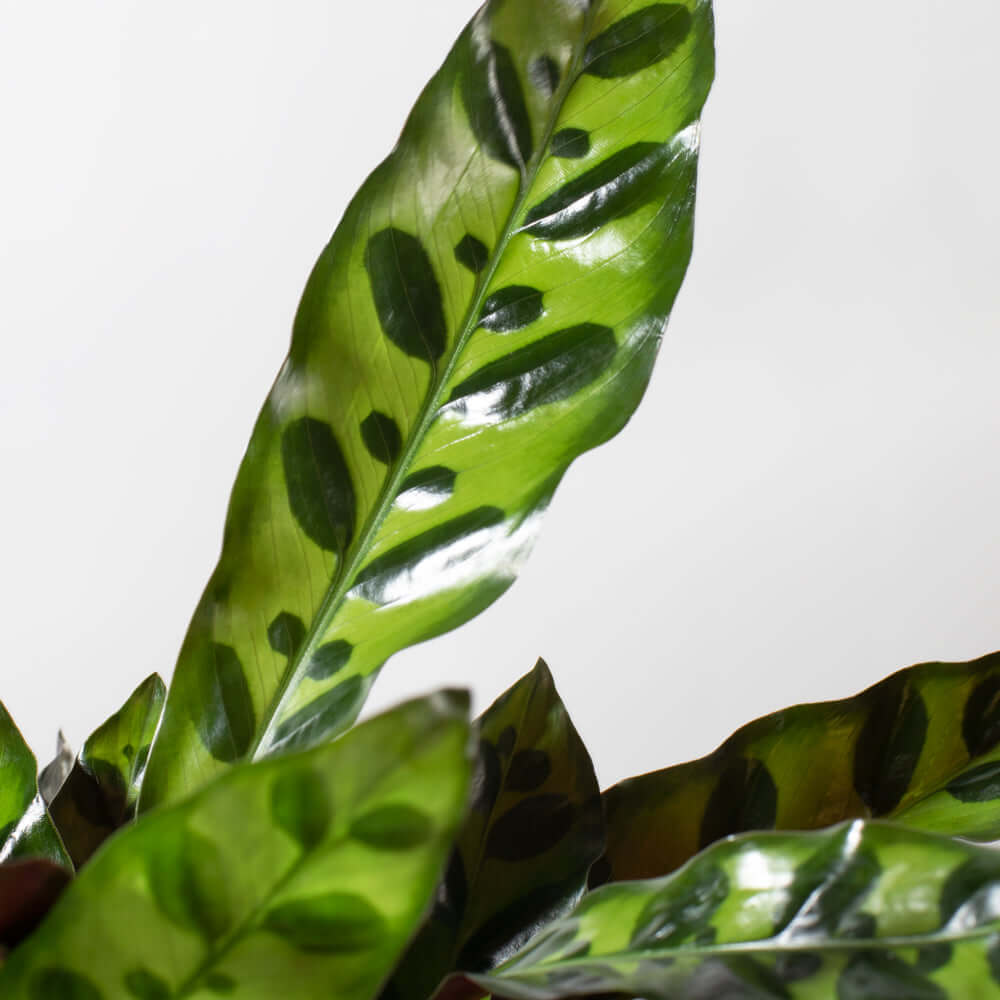 Calathea Rattlesnake Prayer Plant (Calathea lancifolia) - Cheeky Garden