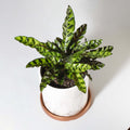 Calathea Rattlesnake Prayer Plant (Calathea lancifolia) - Cheeky Garden