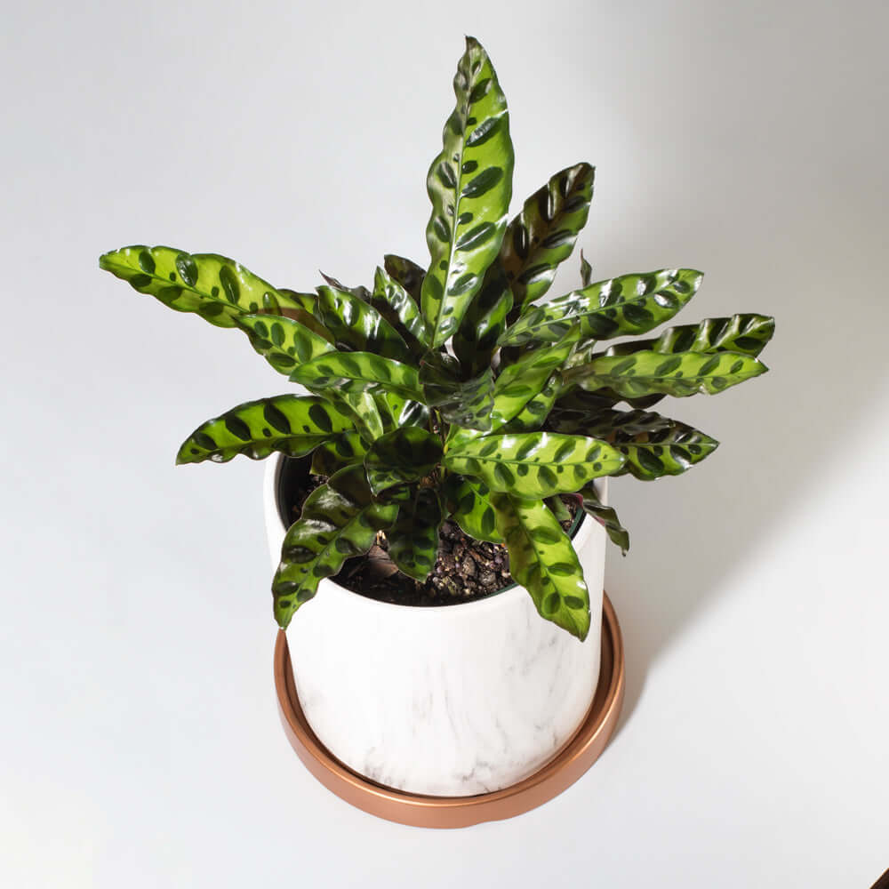 Calathea Rattlesnake Prayer Plant (Calathea lancifolia) - Cheeky Garden