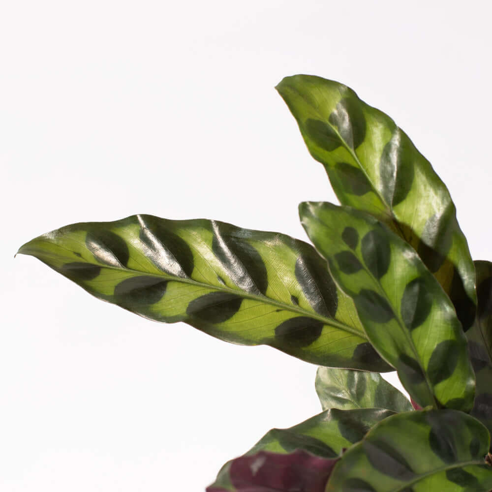 Calathea Rattlesnake Prayer Plant (Calathea lancifolia) - Cheeky Garden