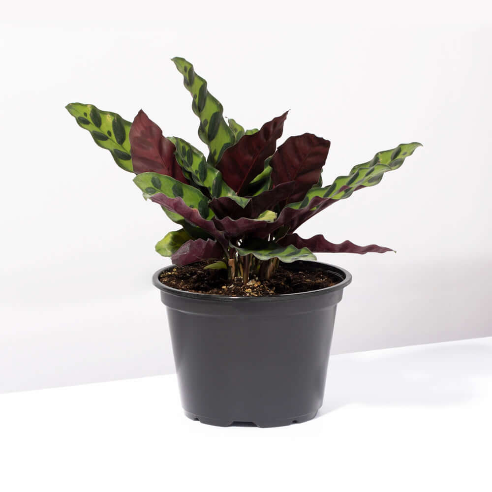 Calathea Rattlesnake Prayer Plant (Calathea lancifolia) - Cheeky Garden