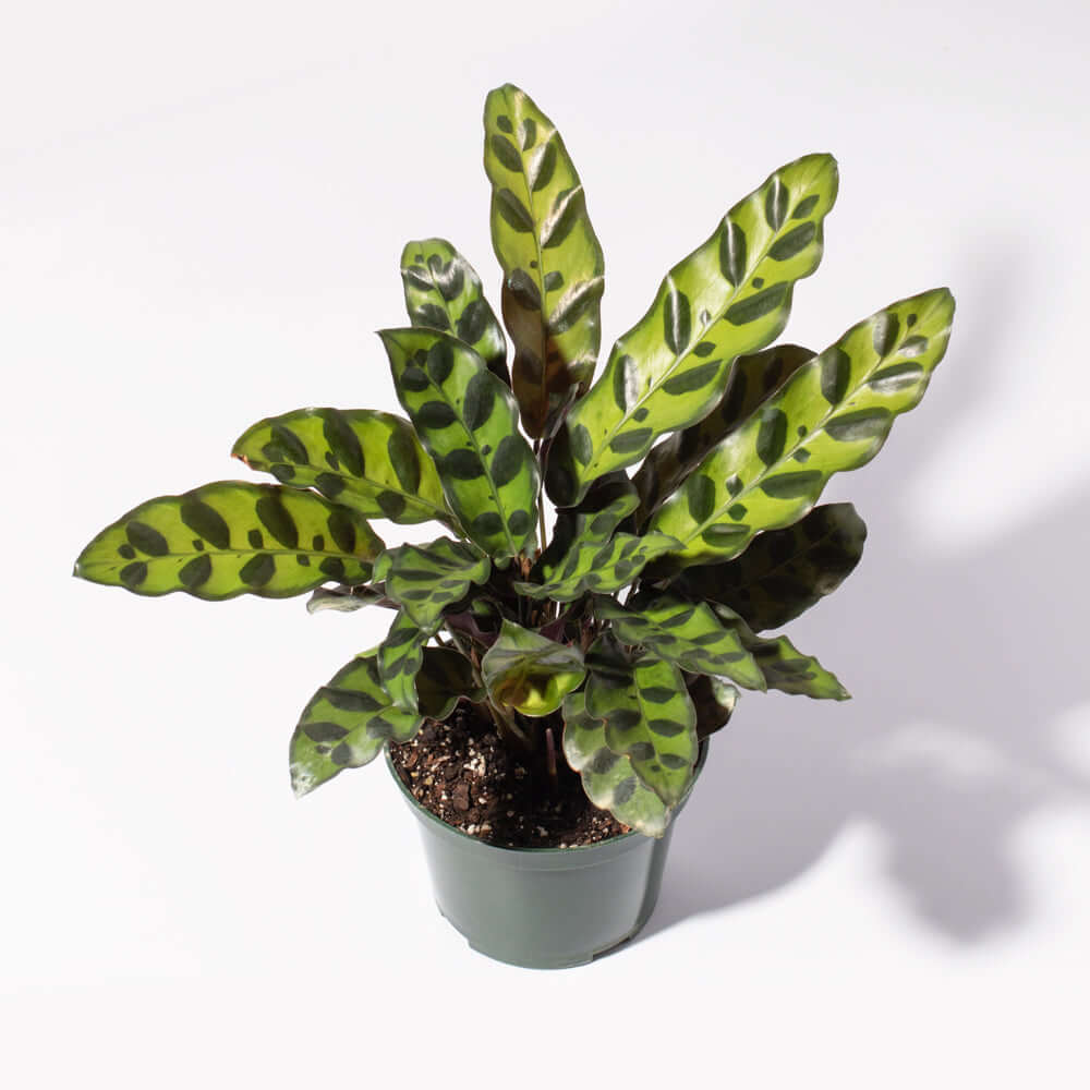 Calathea Rattlesnake Prayer Plant (Calathea lancifolia) - Cheeky Garden
