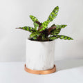 Calathea Rattlesnake Prayer Plant (Calathea lancifolia) - Cheeky Garden