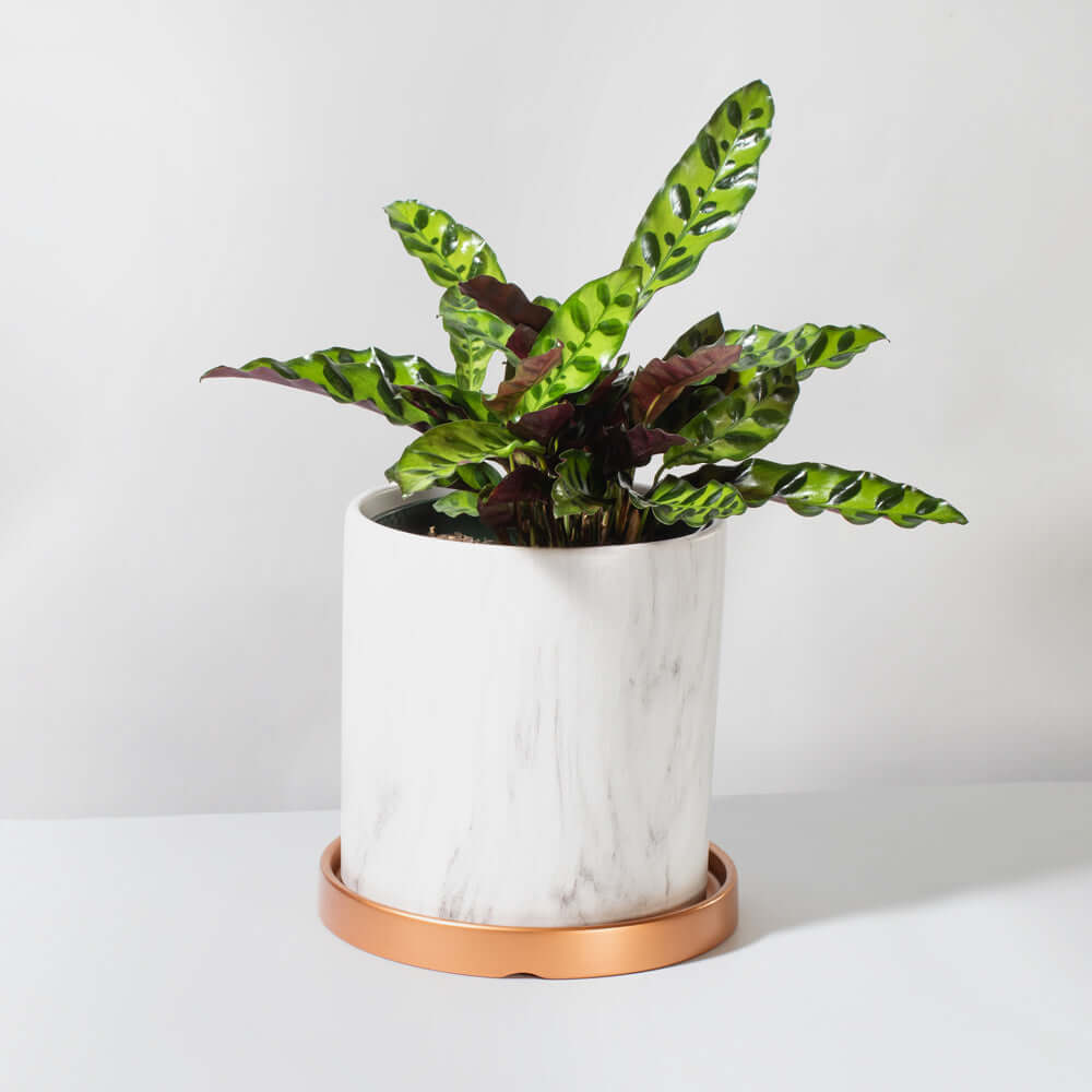 Calathea Rattlesnake Prayer Plant (Calathea lancifolia) - Cheeky Garden