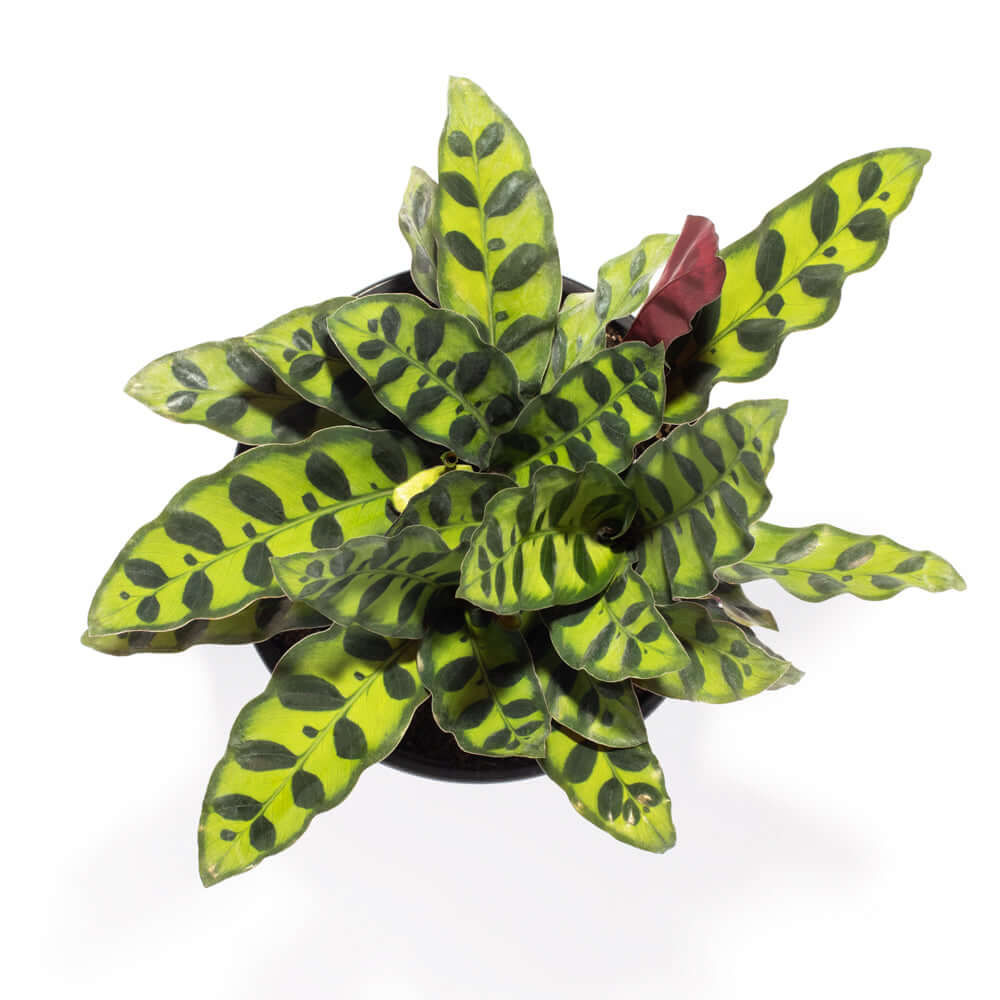 Calathea Rattlesnake Prayer Plant (Calathea lancifolia) - Cheeky Garden