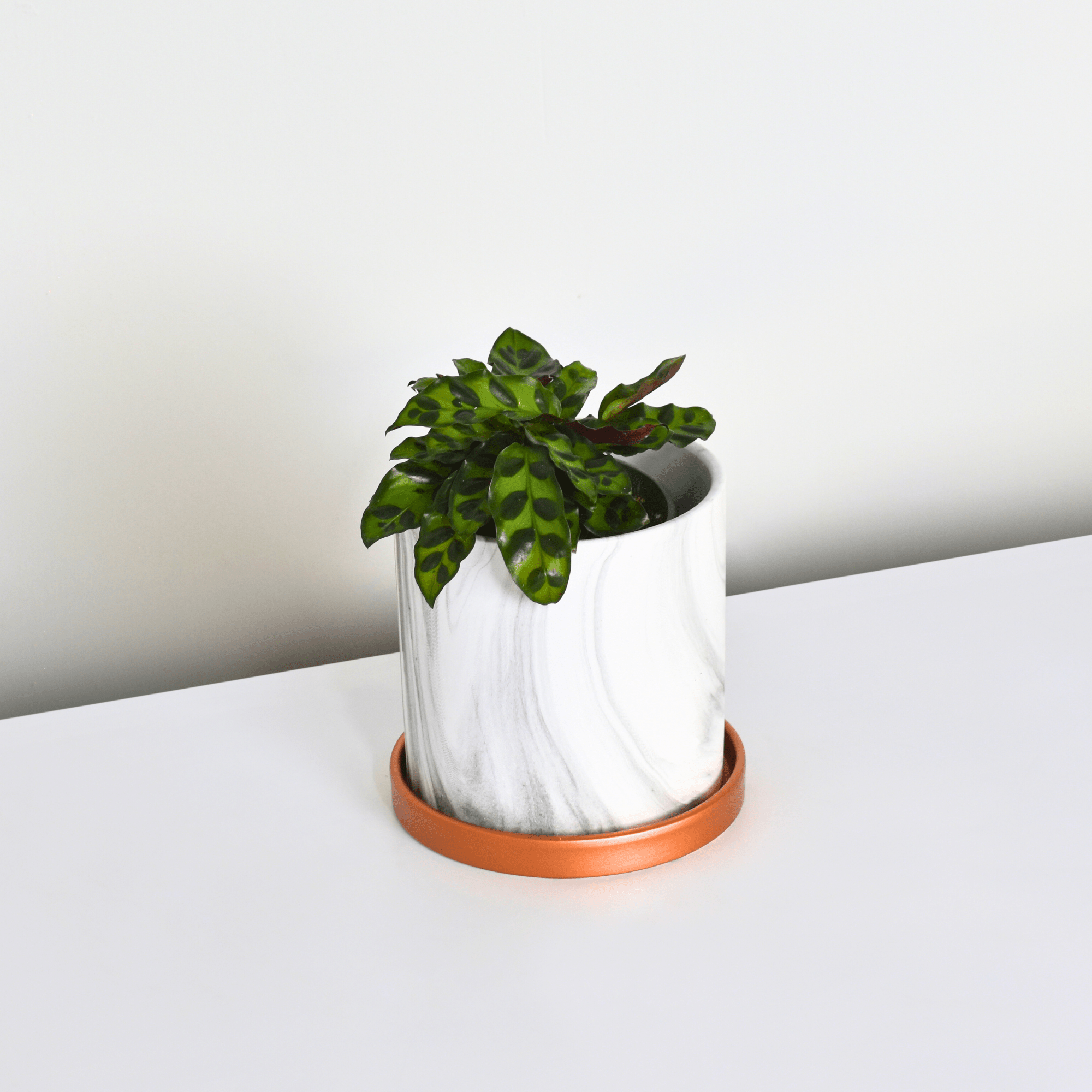 Calathea Rattlesnake Prayer Plant (Calathea lancifolia) - Cheeky Garden