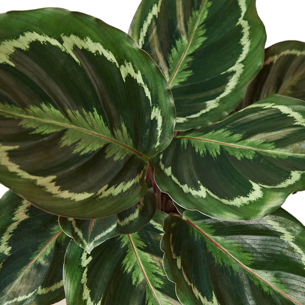 Calathea Roseopicta 'Medallion' - Cheeky Garden
